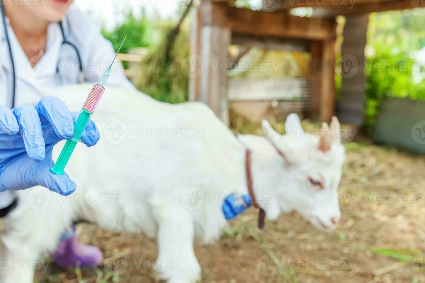 jonge dierenarts vrouw met spuit houden en injecteren van geit kind op ranch achtergrond. jonge geit met vaccinatie van dierenartshanden in natuurlijke eco-boerderij. dierenverzorging en ecologisch landbouwconcept foto