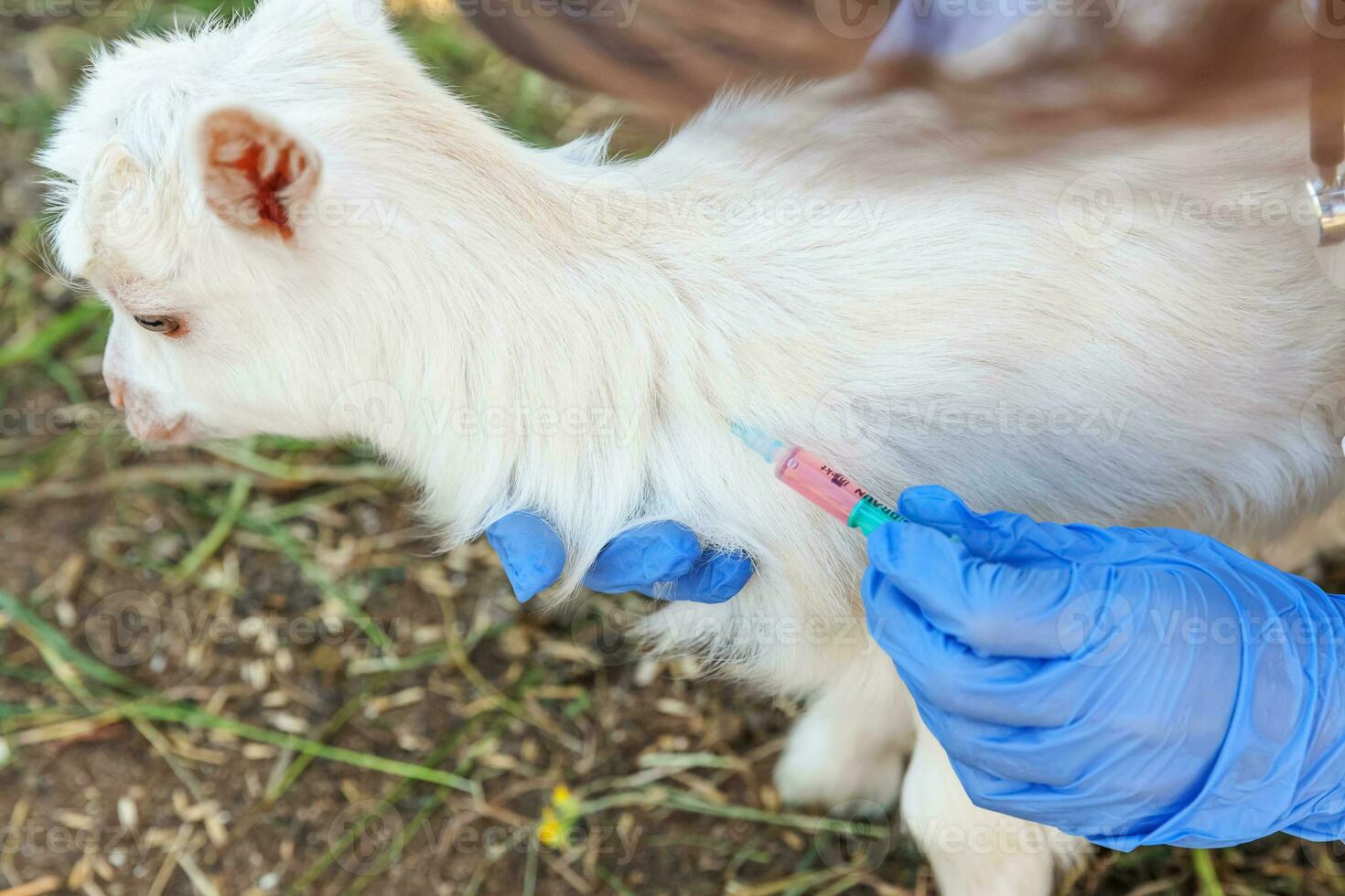 jonge dierenarts vrouw met spuit houden en injecteren van geit kind op ranch achtergrond. jonge geit met vaccinatie van dierenartshanden in natuurlijke eco-boerderij. dierenverzorging en ecologisch landbouwconcept foto