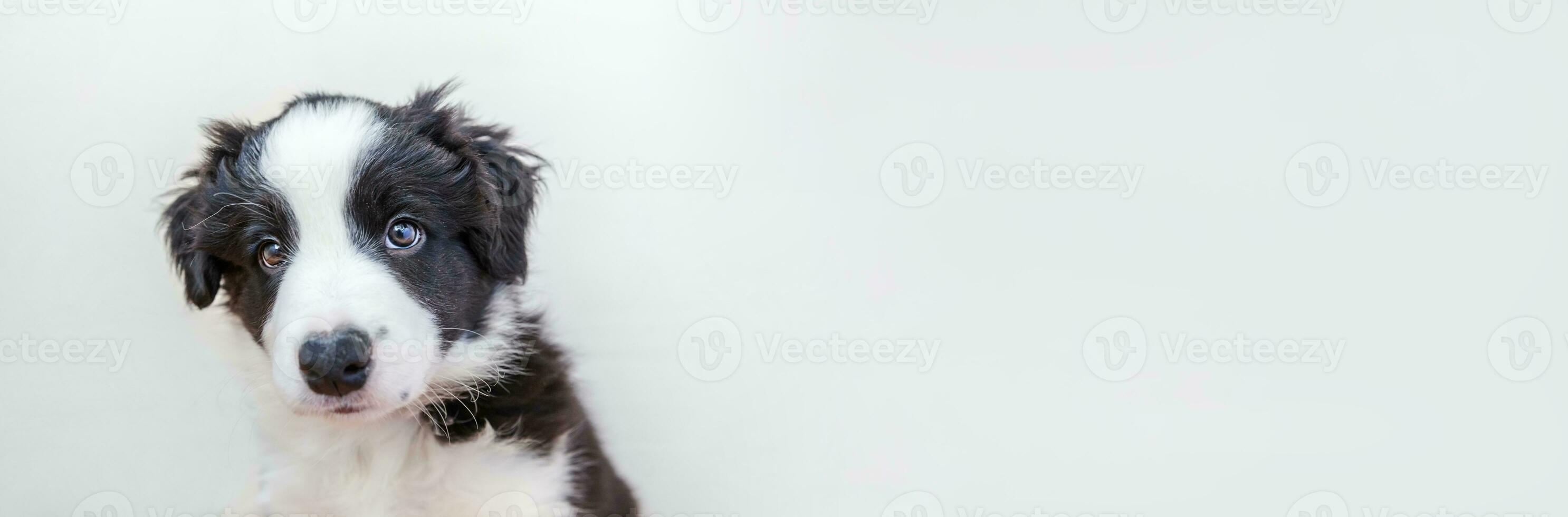 grappige studio portret van schattige smilling puppy hondje border collie geïsoleerd op een witte achtergrond. dierenverzorging en dieren concept. banier foto