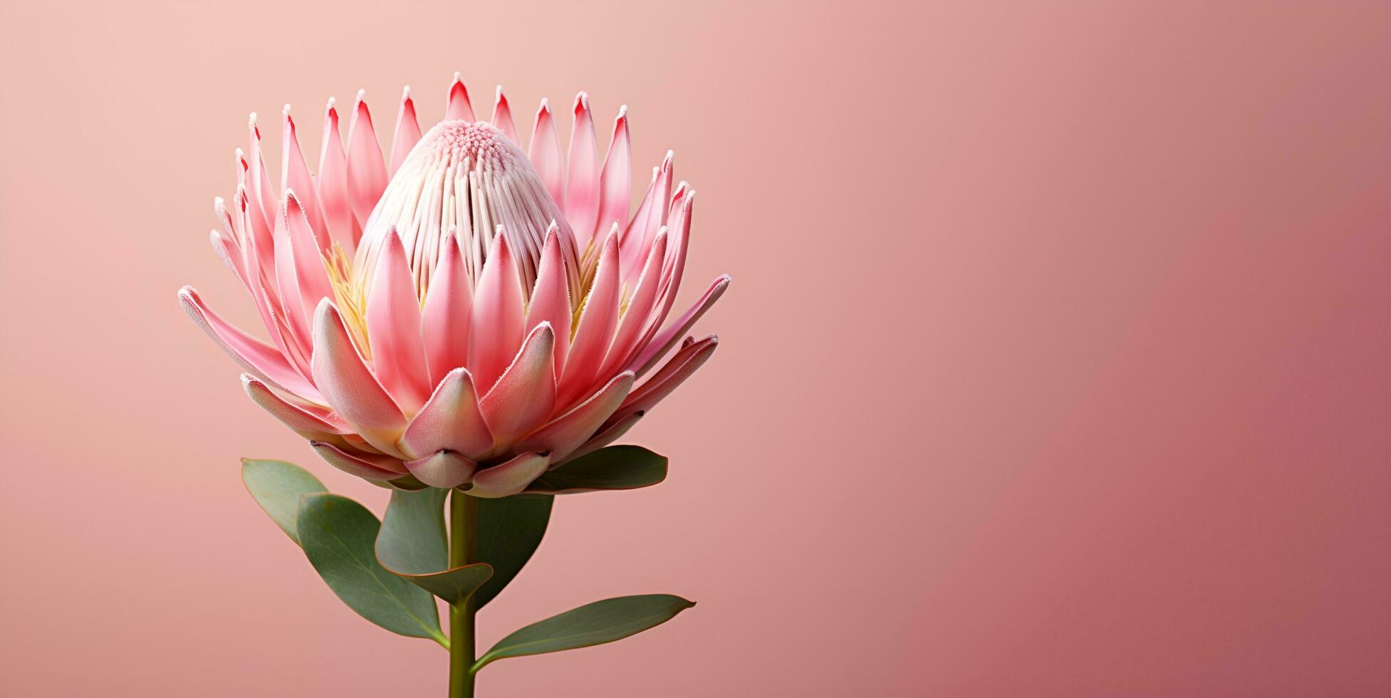 mooi protea bloem macro blanco ruimte, ai generatief foto