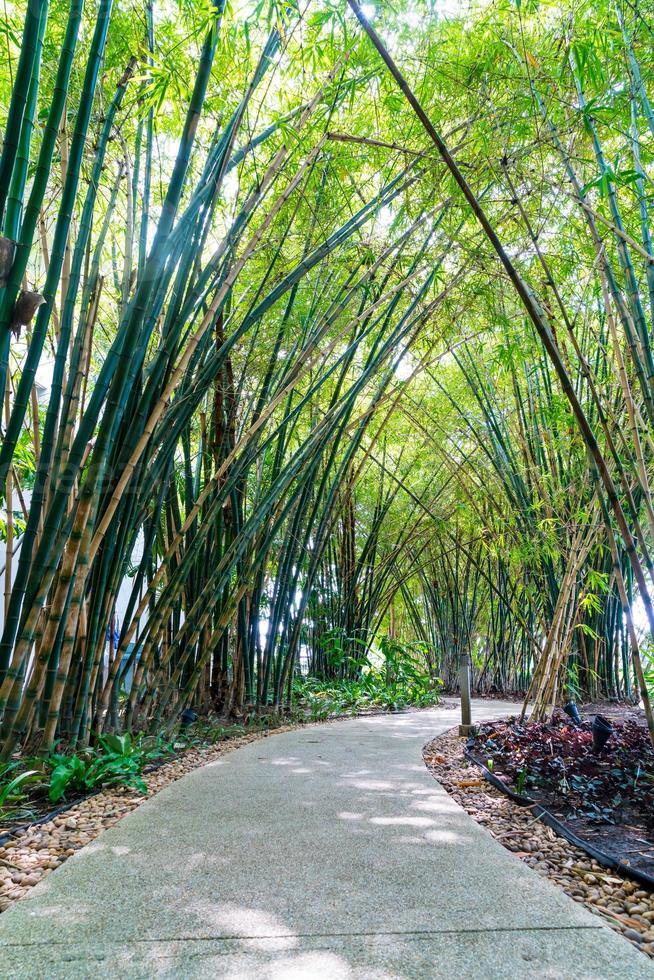 loopbrug met bamboetuin in park foto
