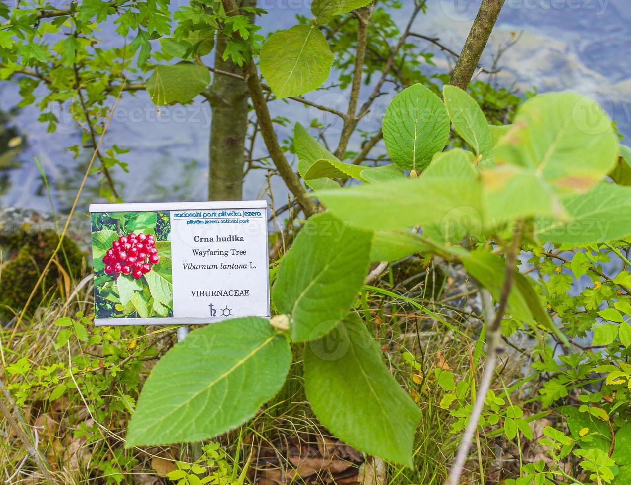 wayfaring boom viburnum plitvice meren nationaal park landschap. foto