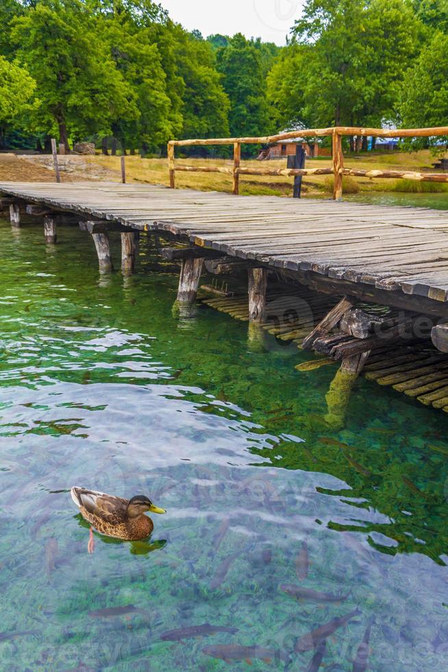 eenden vissen turkoois water plitvice meren nationaal park kroatië. foto
