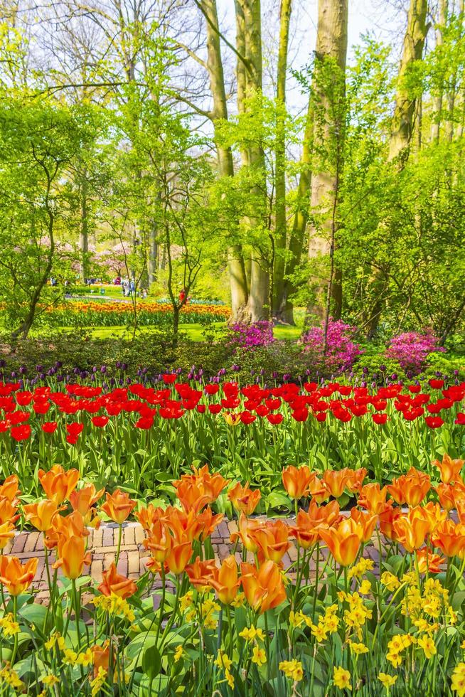 kleurrijke tulpen narcissen in keukenhof park lisse holland nederland. foto