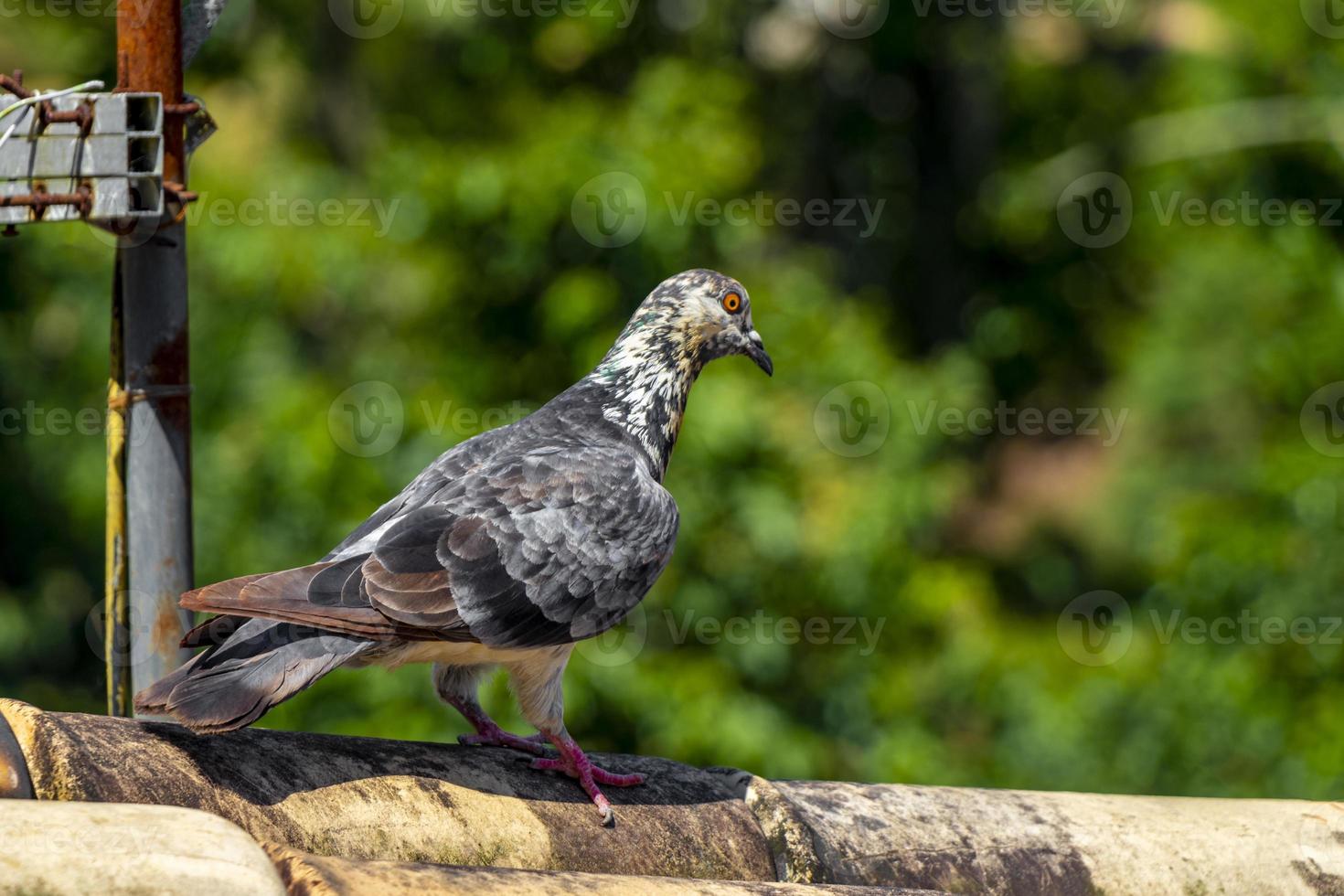 duif op het dak in angra dos reis in brazilië. foto