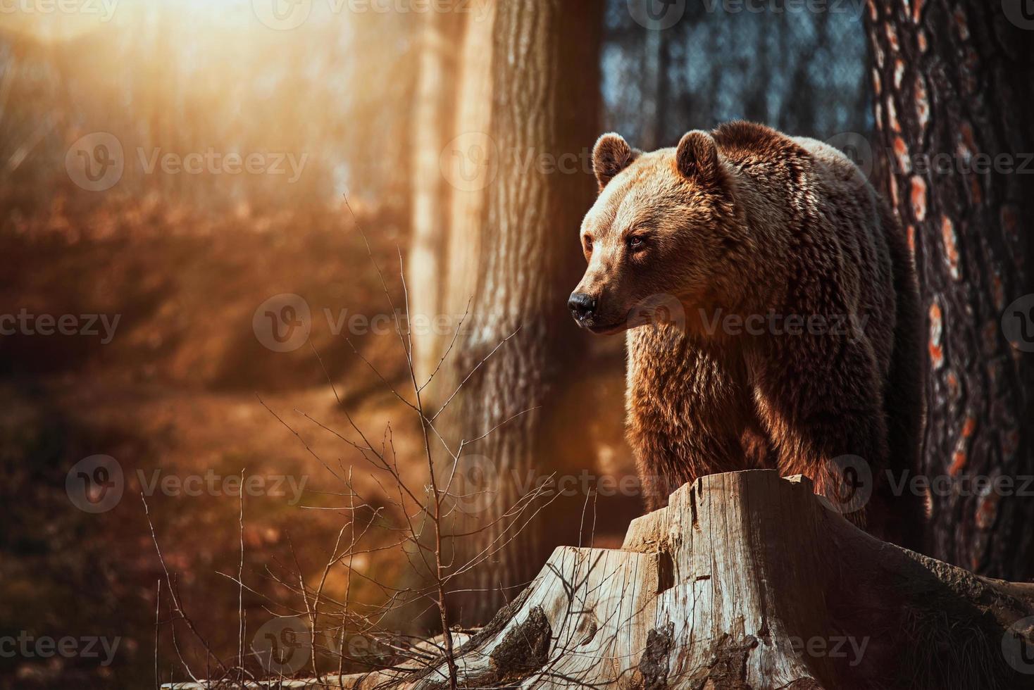 bruine beer ursus arctos rust in het bos foto