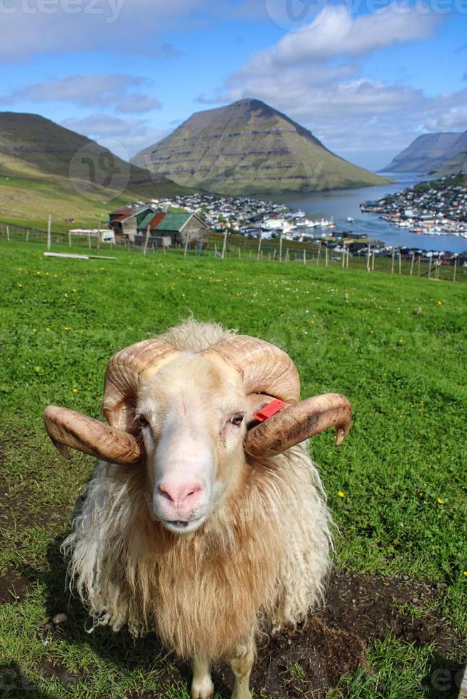 portret van schapen op de Faeröer foto