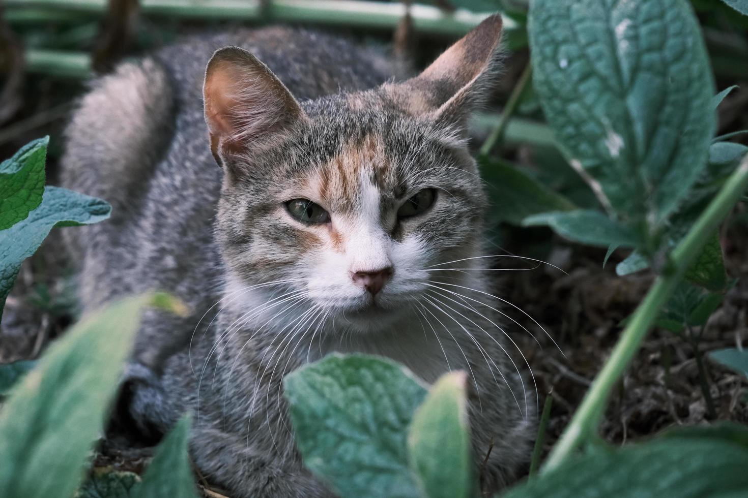 schattige straatkat zittend op het gras in de zomertuin foto