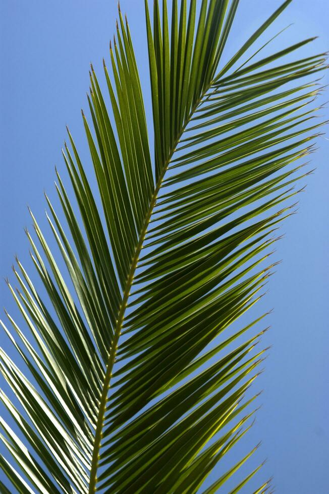 een palm boom met een vogel vliegend in de lucht foto