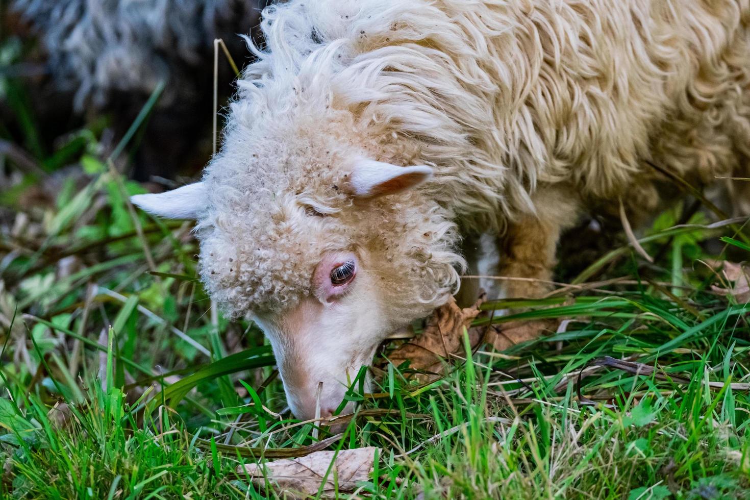 schapen in de wei foto