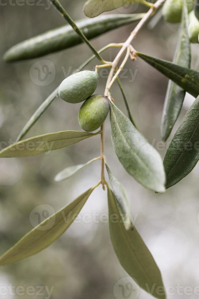 groene olijven met bladeren foto