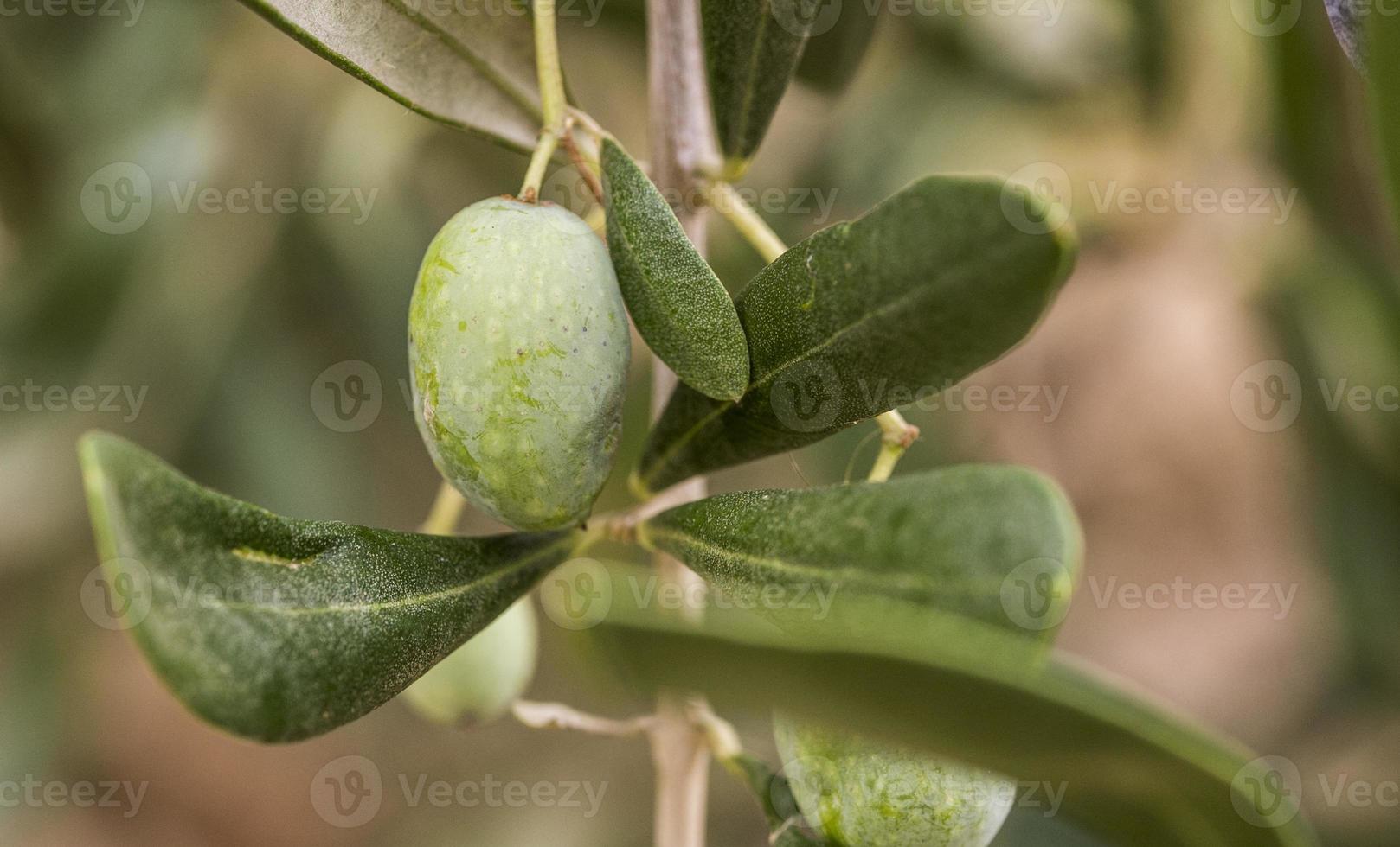 Ligurische groene olijven olive foto