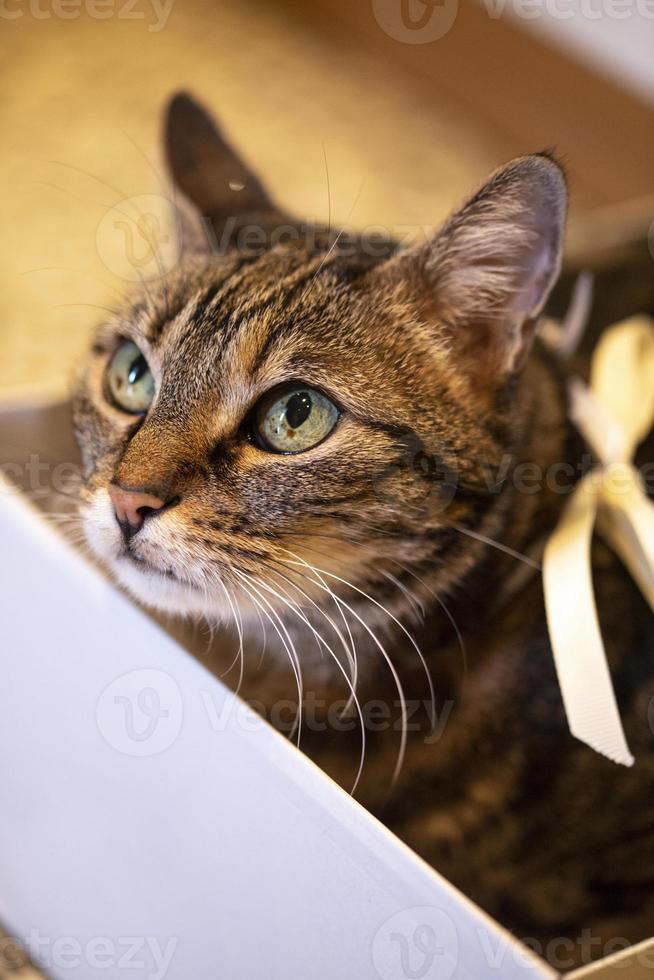 schattige kat rust in een witte doos foto