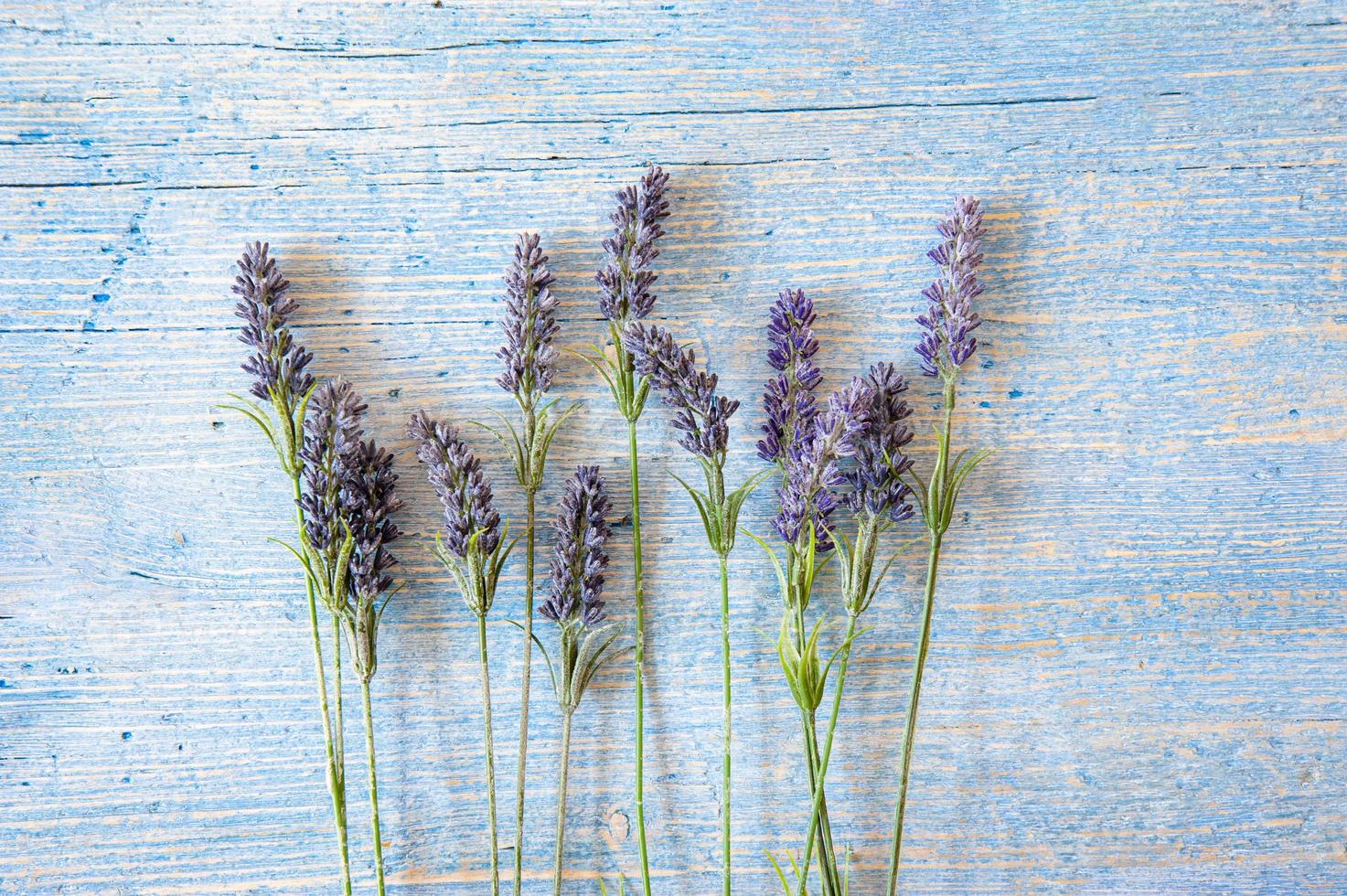 lavendel plant op houten achtergrond foto