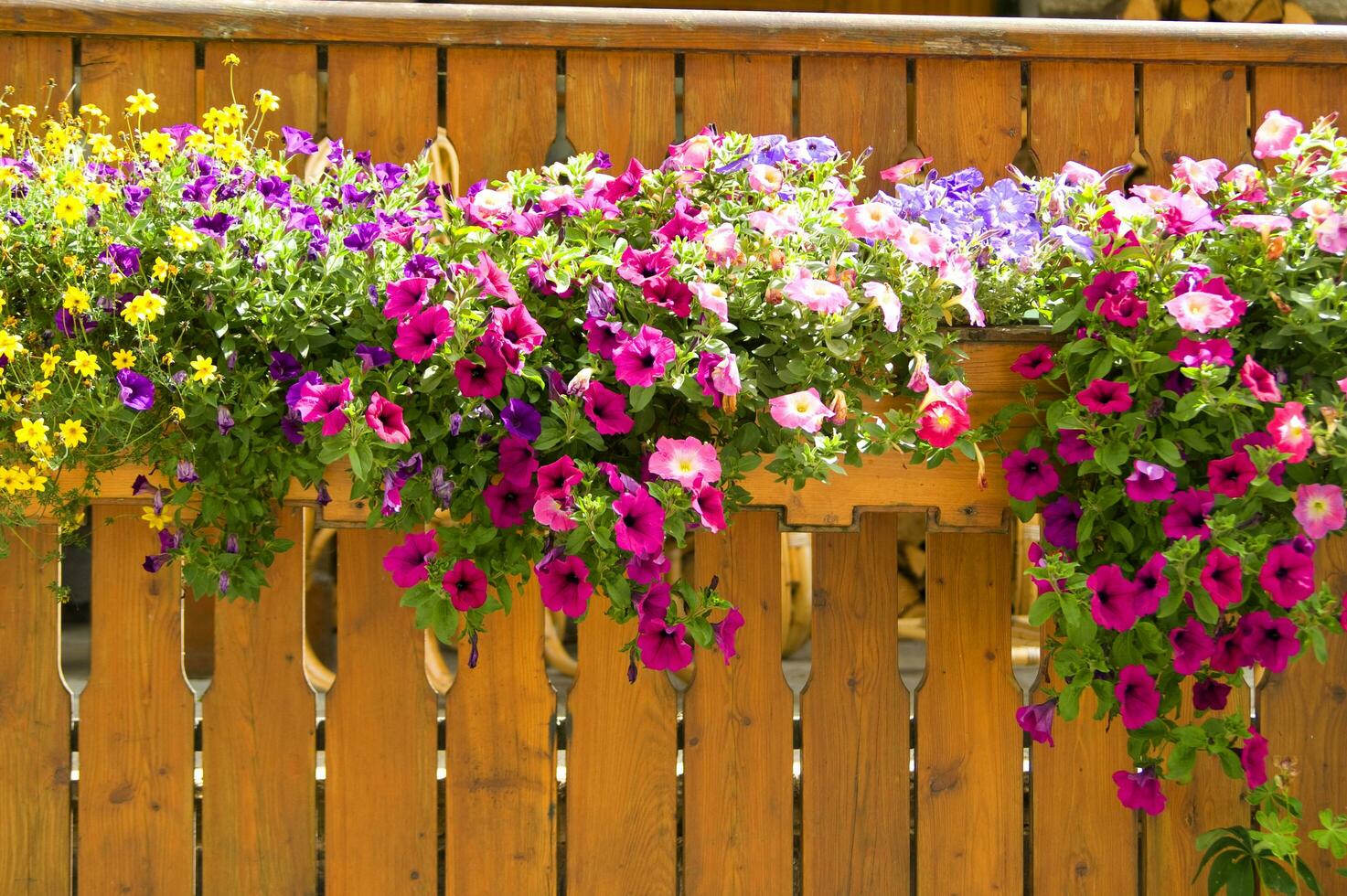 een houten hek met bloemen hangende van het foto