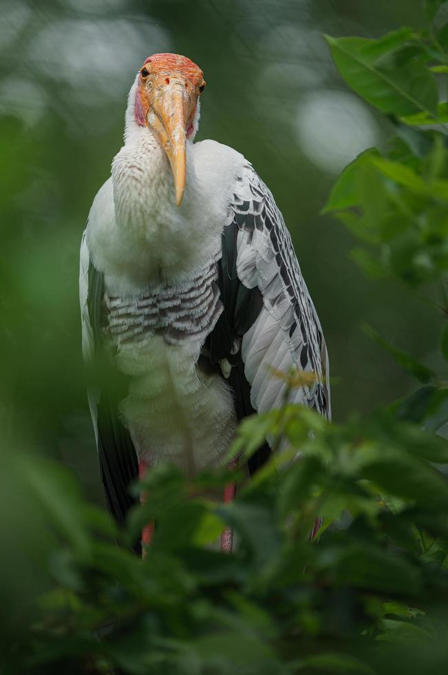 portret van geschilderde ooievaar foto