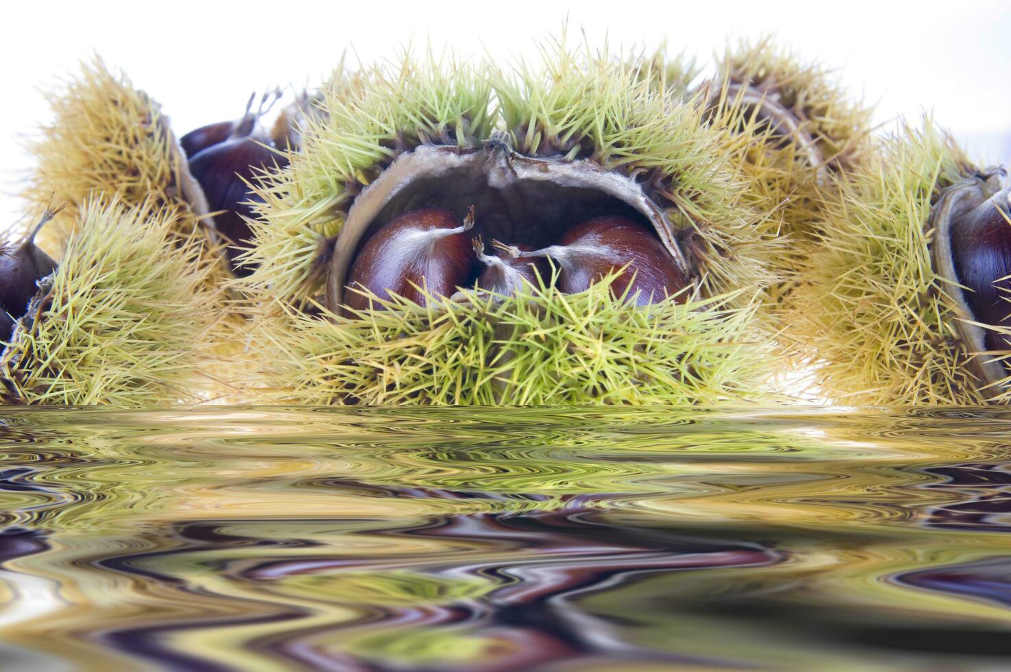 een groep van kastanjes drijvend in water foto