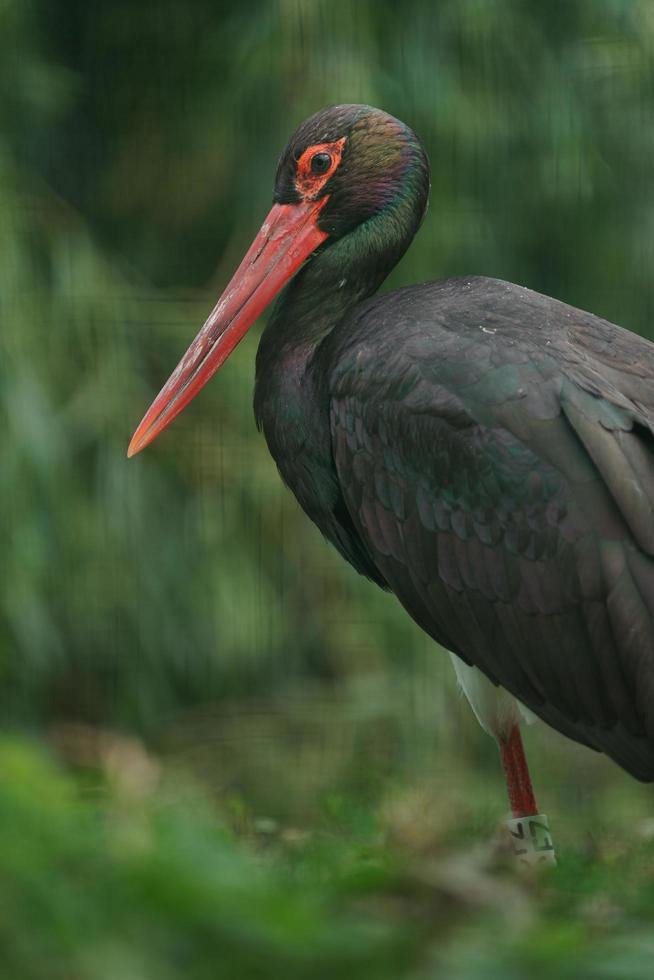 portret van zwarte ooievaar foto