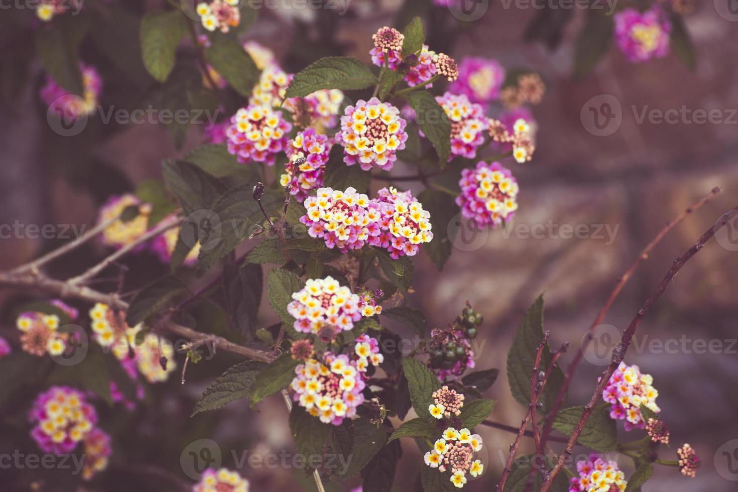 roze en gele tuinbloemen foto