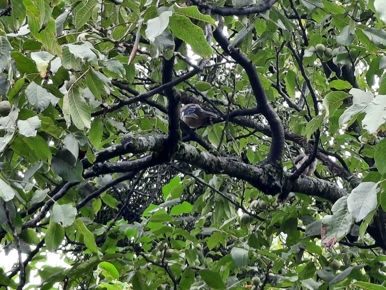 mooi dag tijd visie van natuurlijk schoonheid van jagran, neelum vallei, kasjmir. jagran, neelam vallei is beroemd voor haar natuurlijk schoonheid. foto