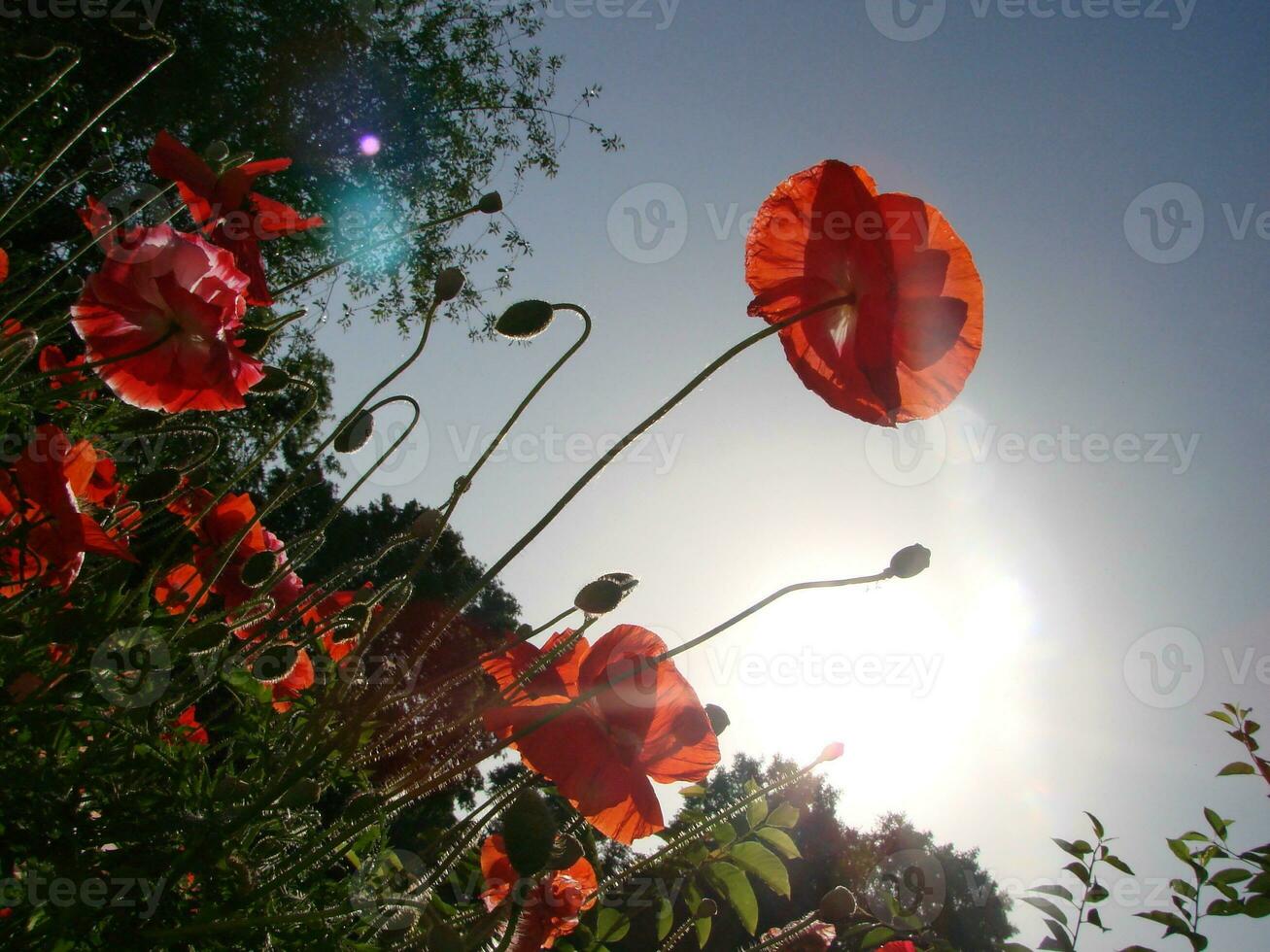 mooi veld- rood klaprozen met selectief focus. zacht licht. natuurlijk drugs. glade van rood papavers. eenzaam papaver. foto