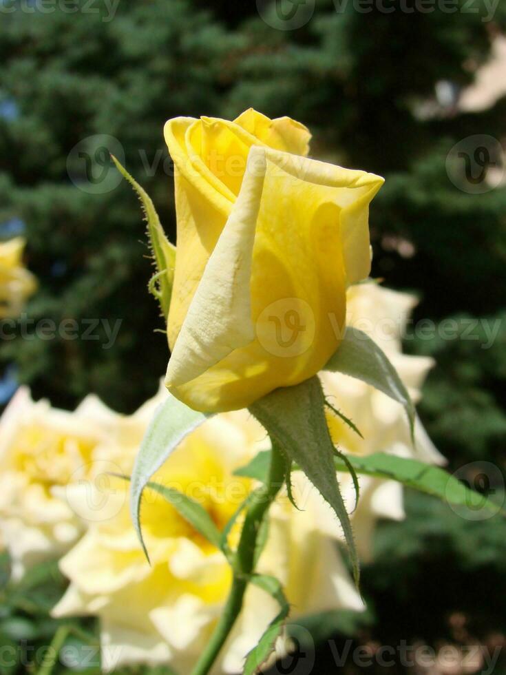geel rozen betekenis helder, vrolijk en blij creëren warm gevoelens en voorzien geluk foto