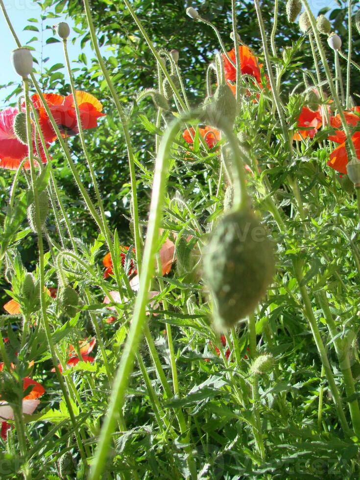 mooi veld- rood klaprozen met selectief focus. zacht licht. natuurlijk drugs. glade van rood papavers. eenzaam papaver. foto