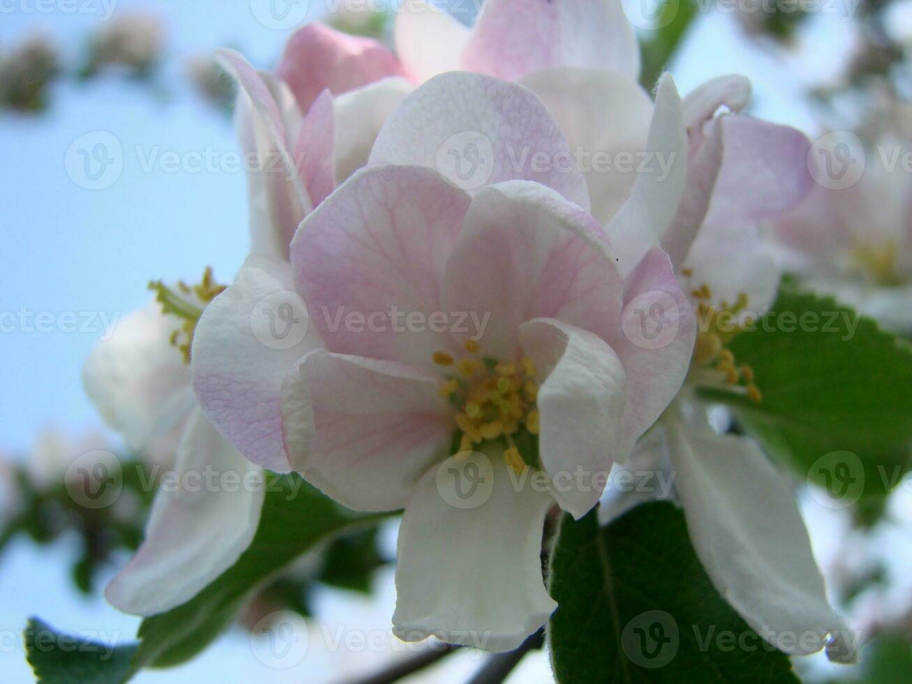 de bij zit Aan een bloem van een struik bloeiende appelboom en bestuift hem foto