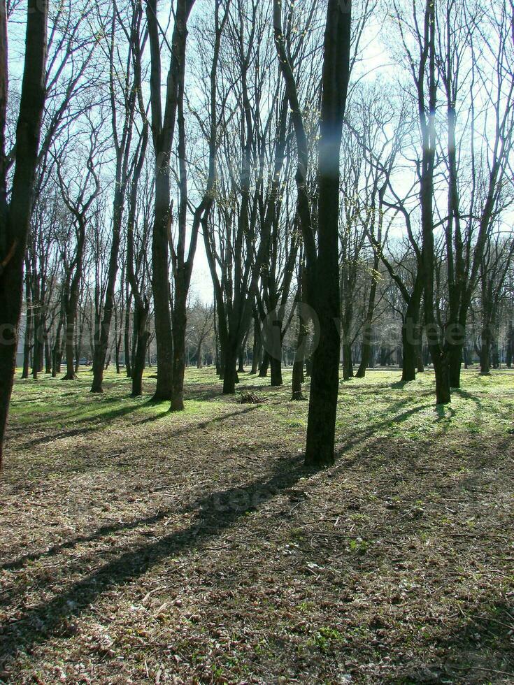 vroeg voorjaar schiet met klein bladeren Aan wazig Woud licht lila achtergrond foto