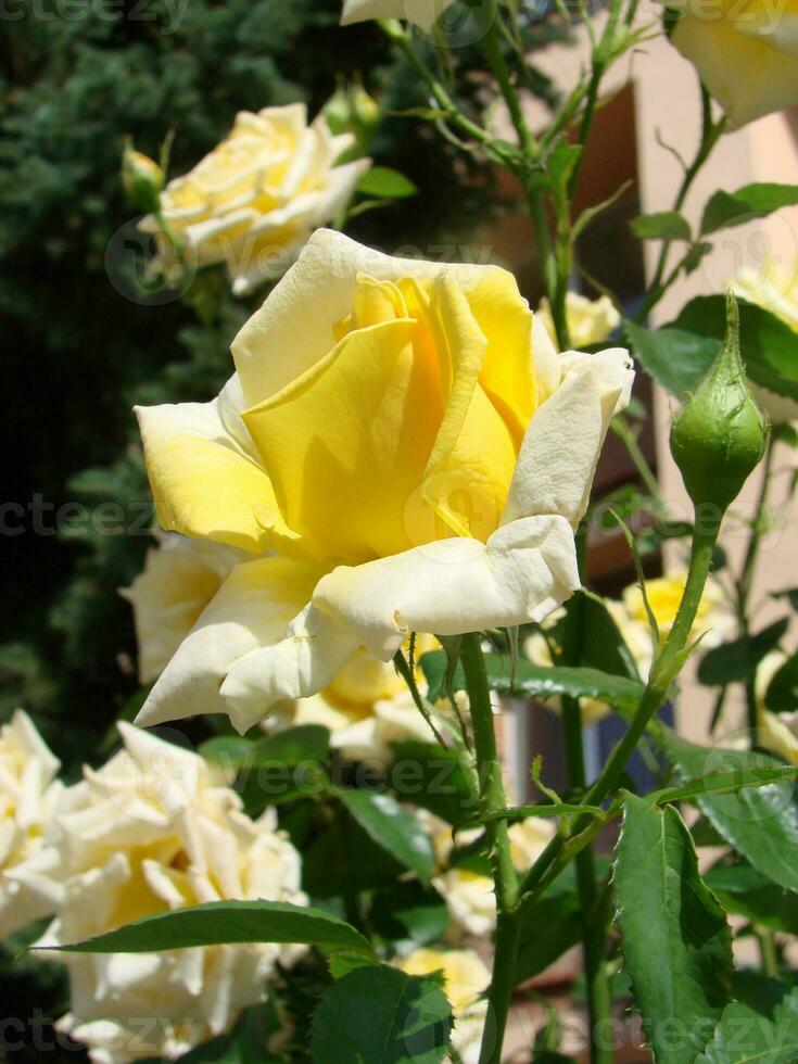 geel rozen betekenis helder, vrolijk en blij creëren warm gevoelens en voorzien geluk foto