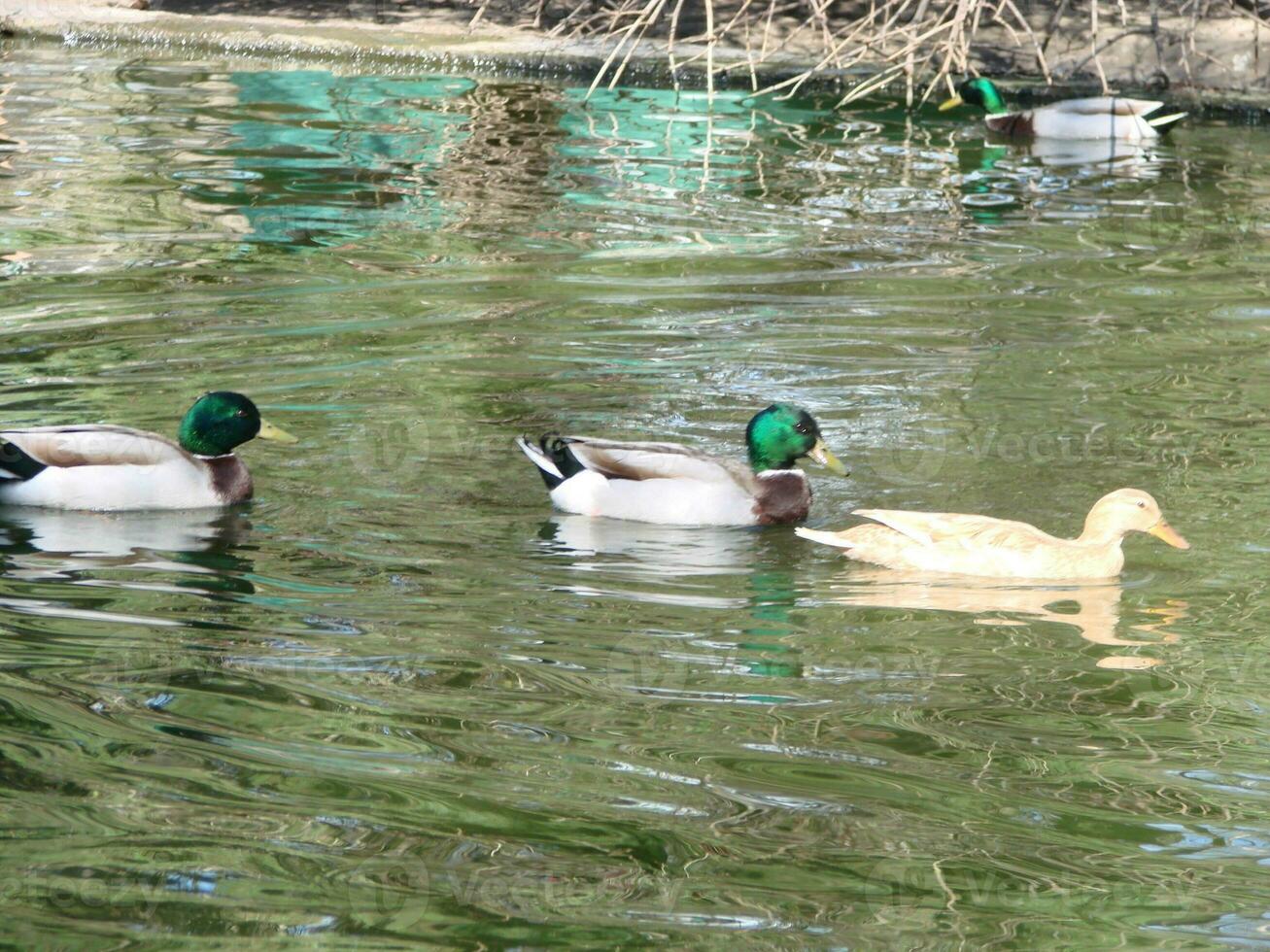 mannetje en vrouw wilde eend eend zwemmen Aan een vijver met groen water terwijl foto