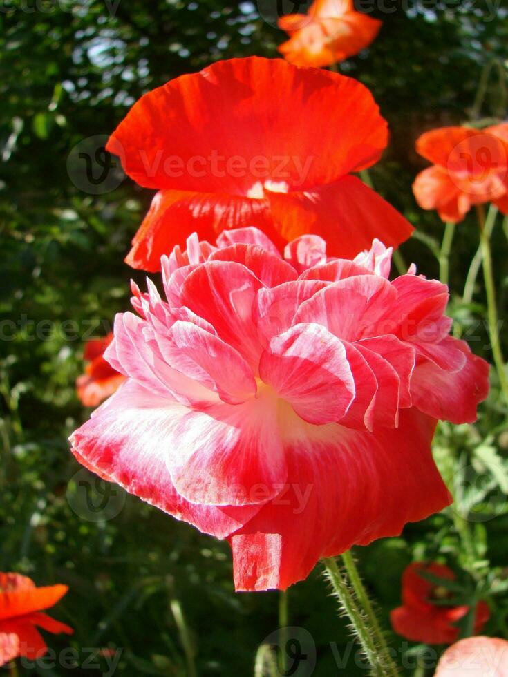 rood papaver bloemen met een bij en tarwe velden Aan de achtergrond. foto