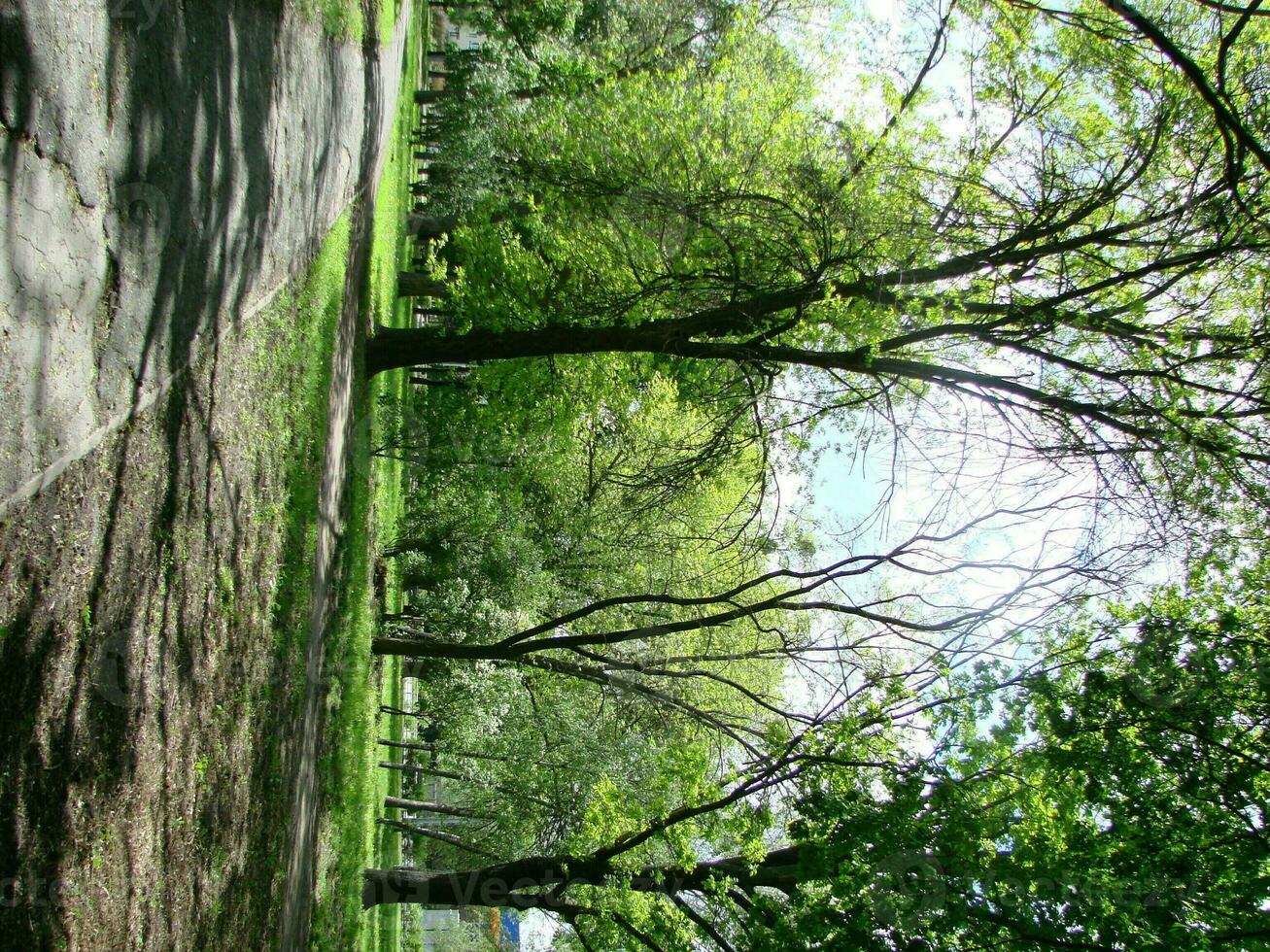 zonlicht in het groene bos, lentetijd foto