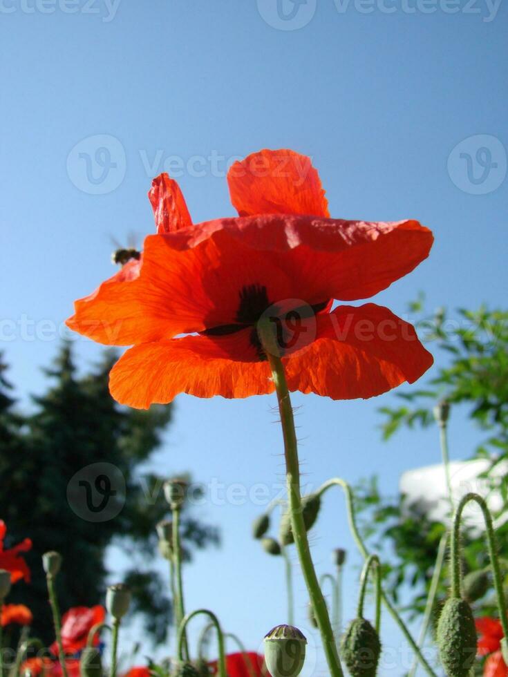 mooi veld- rood klaprozen met selectief focus. zacht licht. natuurlijk drugs. glade van rood papavers. eenzaam papaver. foto