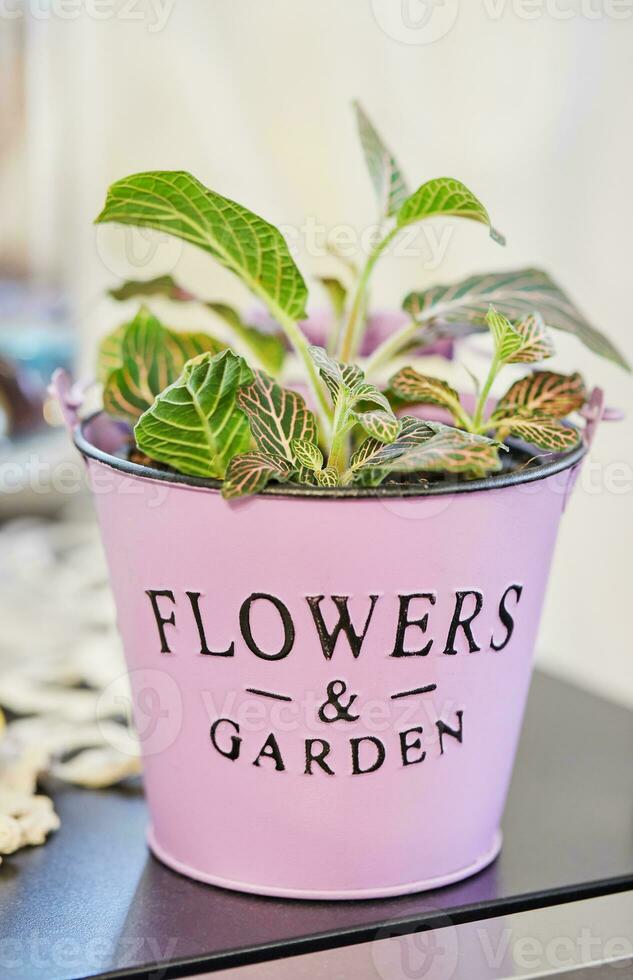 fittonia wit geaderd in roze pot in de huis keuken foto