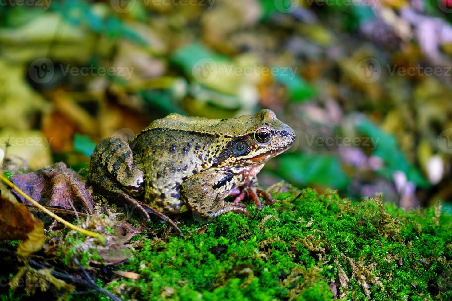 Europese gewone kikker in het herfstbos foto