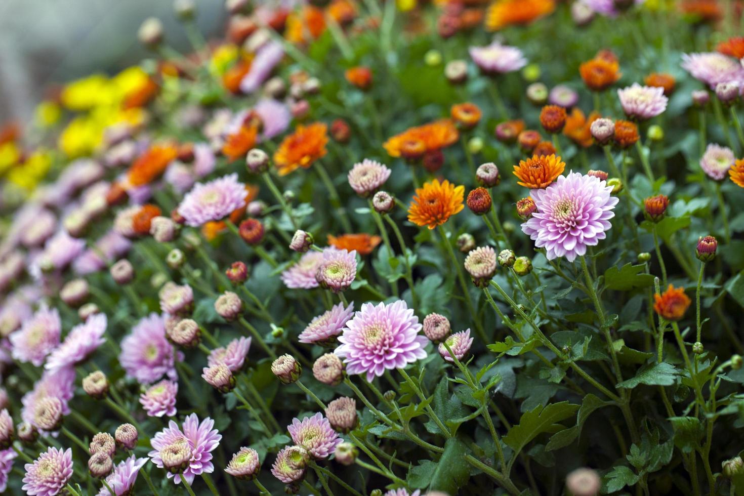 kleurrijke live romantische flora bloemen en bladeren foto