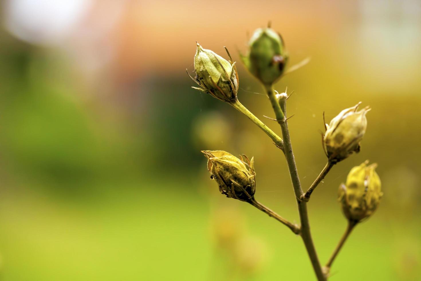 kleurrijke live romantische flora bloemen en bladeren foto