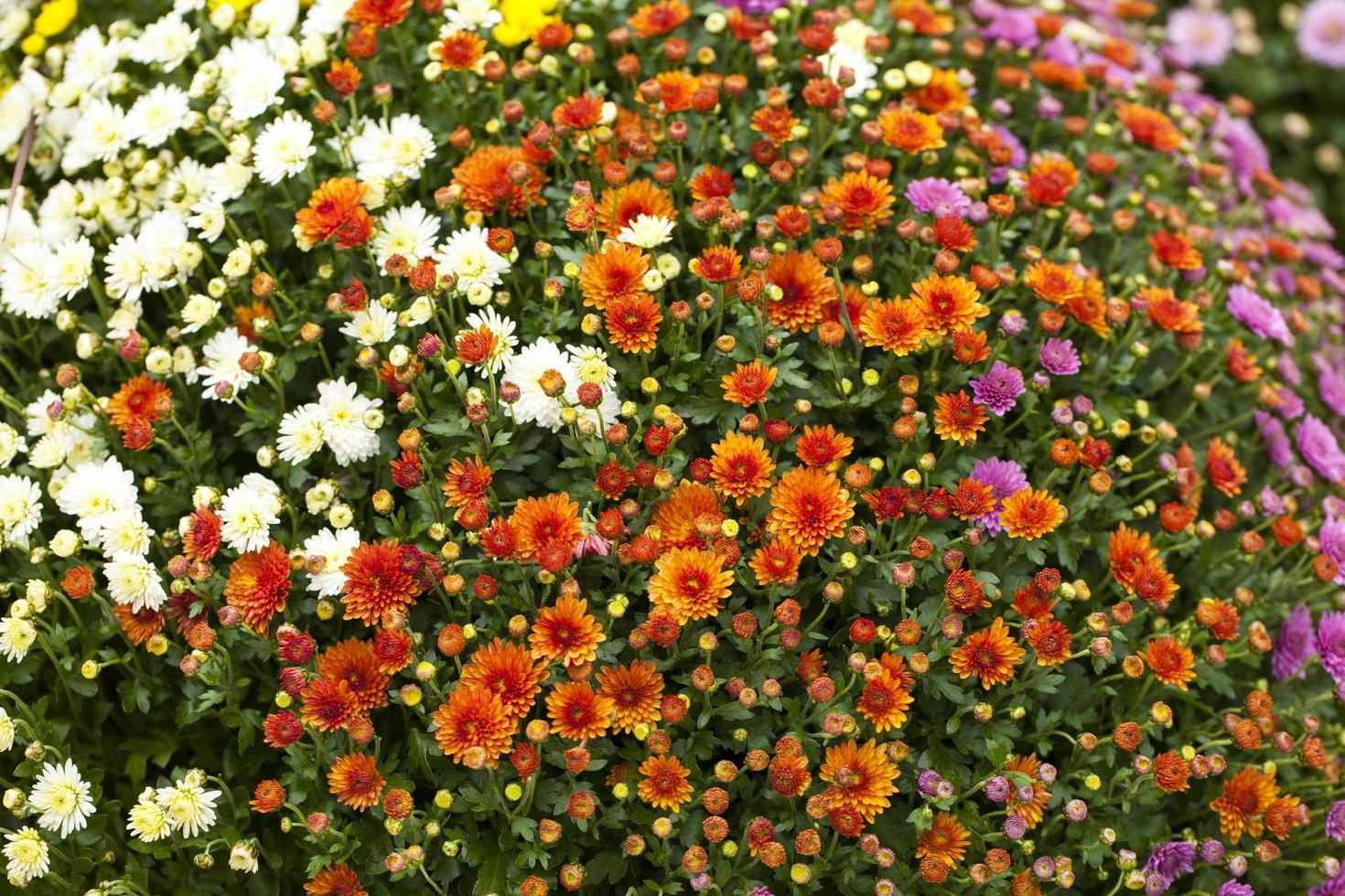 kleurrijke live romantische flora bloemen en bladeren foto
