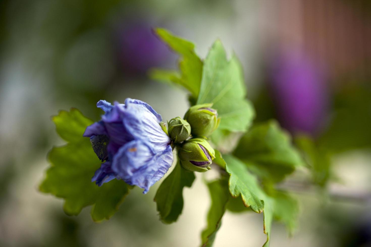 blauwe romantische bloemen en bladeren flora foto