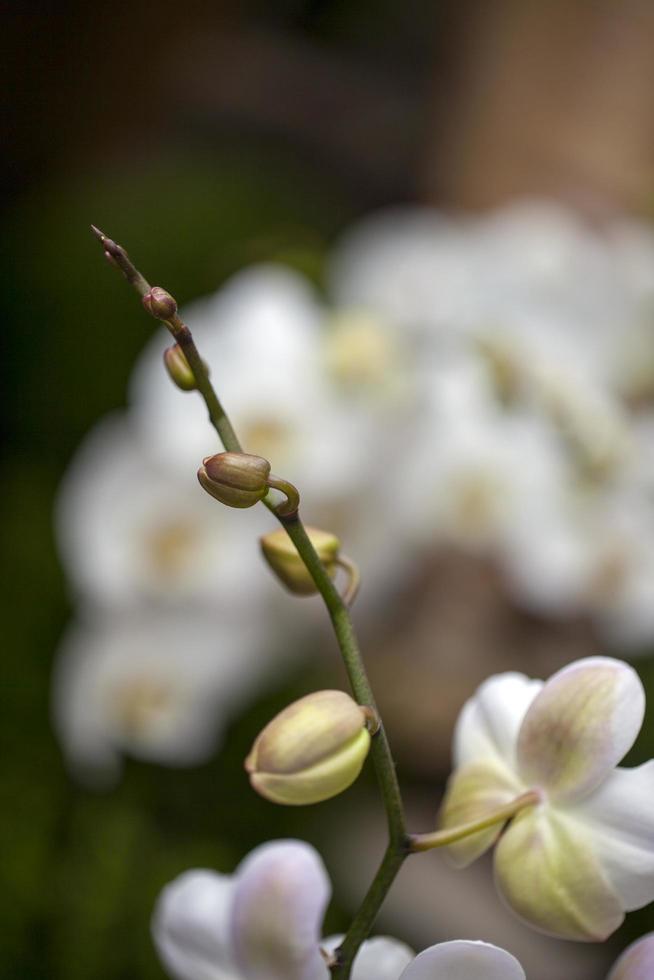 kleurrijke live romantische flora bloemen en bladeren foto