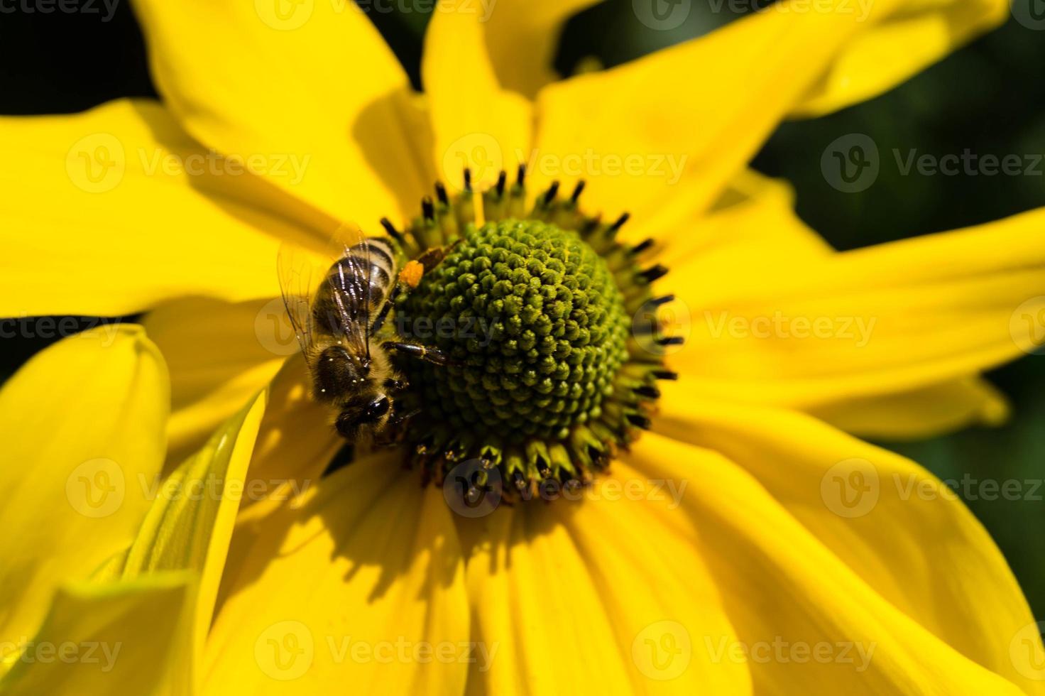 de insecten verzamelen stuifmeel in de tuin foto