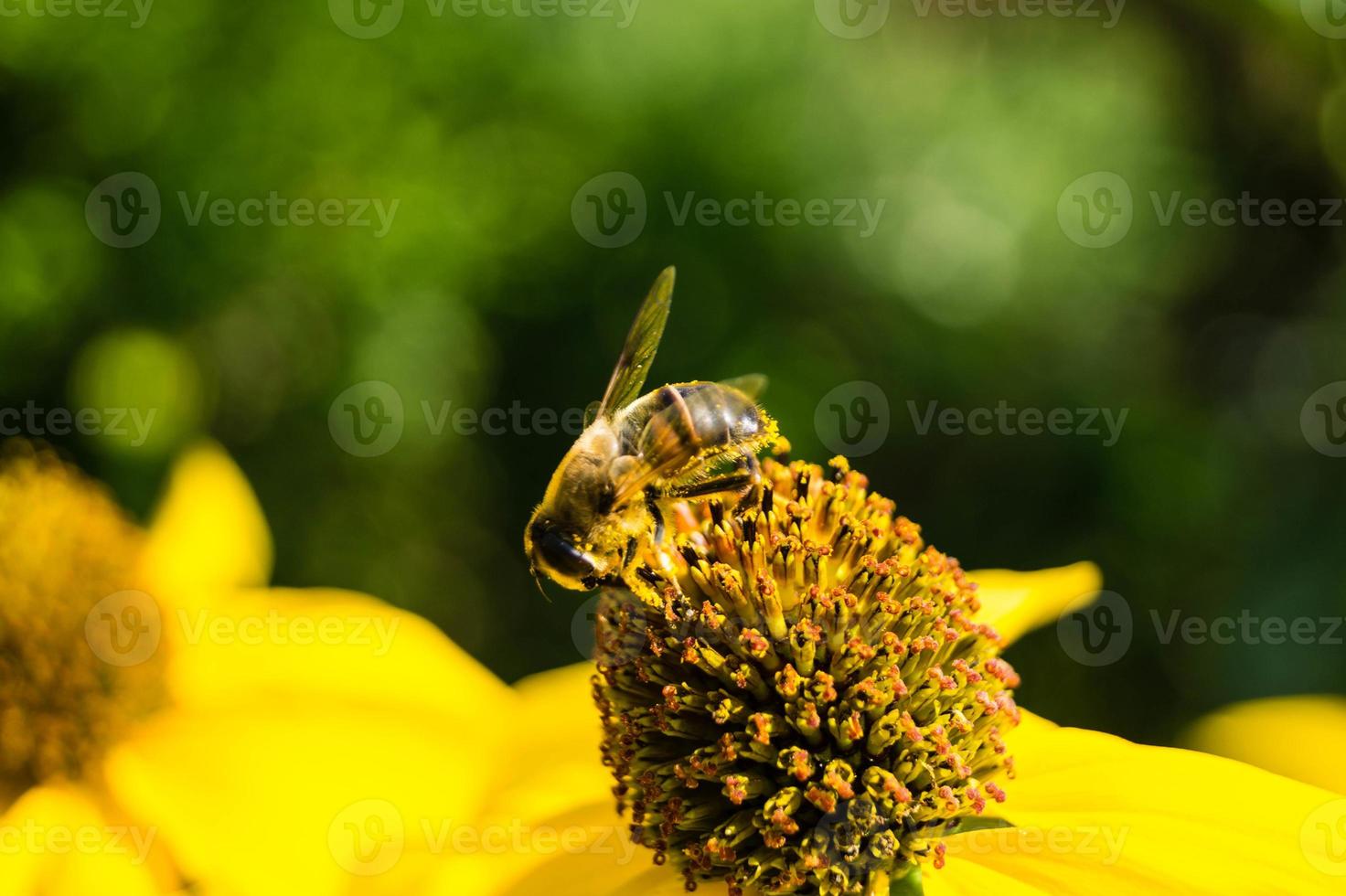 de insecten verzamelen stuifmeel in de tuin foto