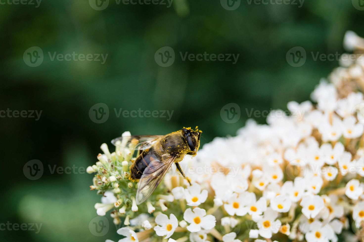 de insecten verzamelen stuifmeel in de tuin foto