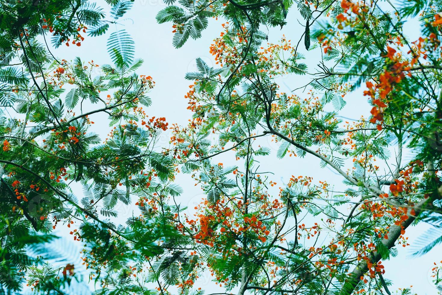 caesalpinia pulcherrima bloem foto