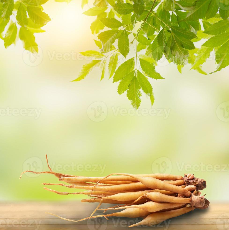 kaempfer wortel op de natuur foto