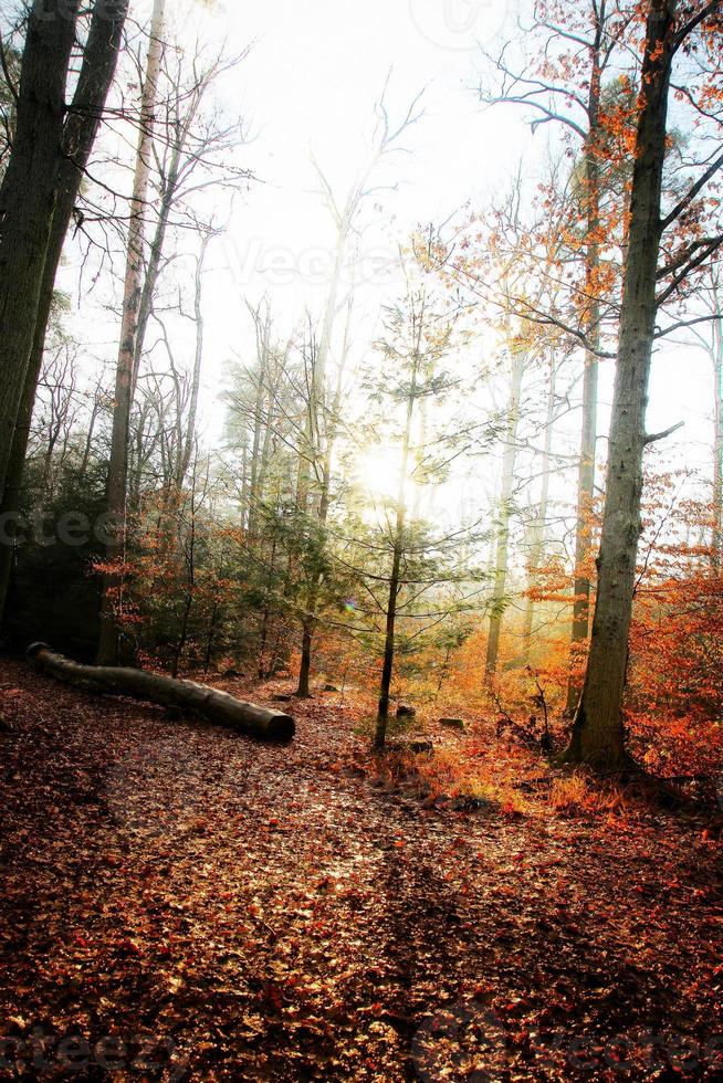 bomen in de natuur in park foto