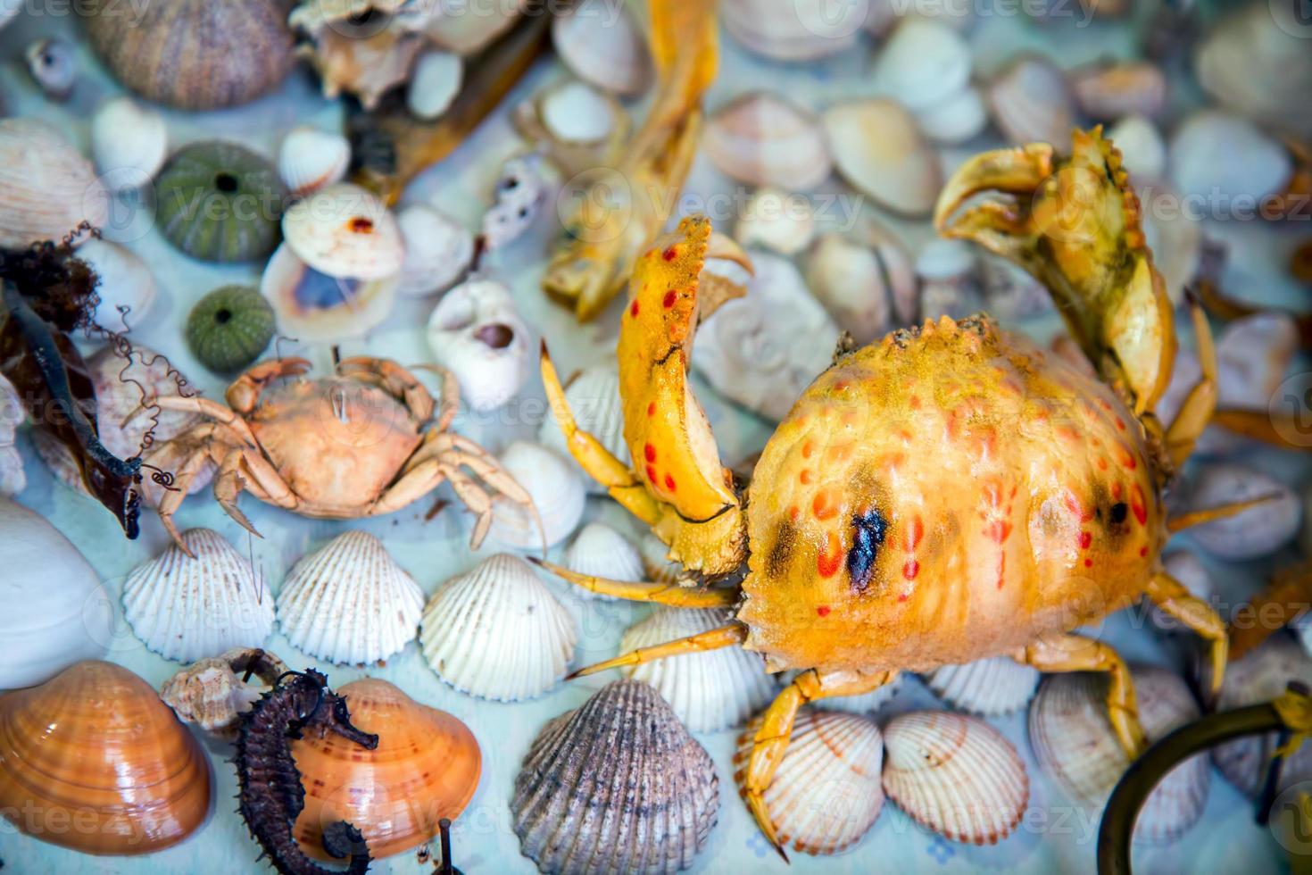 zeedier gedroogde vis en zeeschelp foto