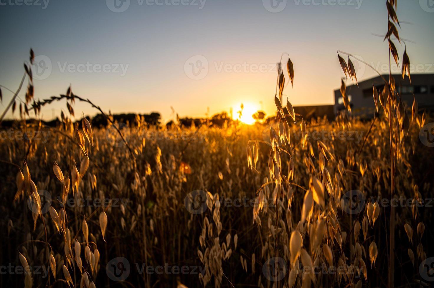 slootgras bij zonsondergang van een oranje kleur foto