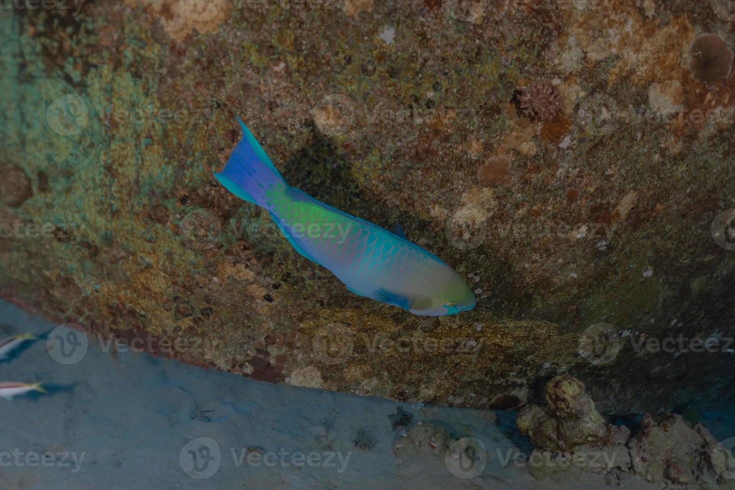 vissen zwemmen in de rode zee, kleurrijke vissen, eilat israel foto